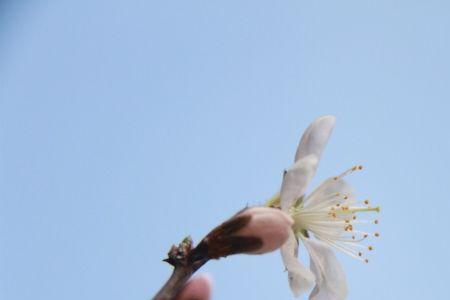 花开终有期下一句