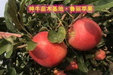苹果苗多久能长大