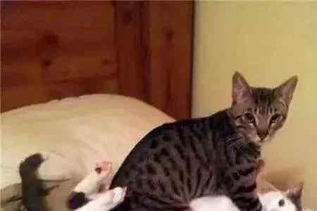 公猫母猫一起养公猫会乱尿吗