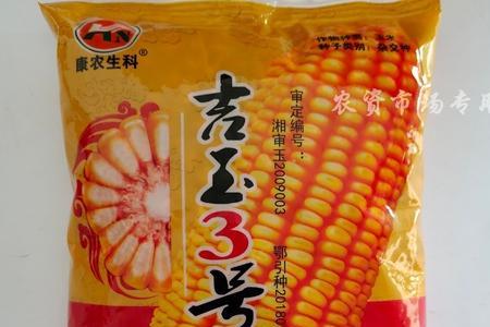 深马齿上冲型高产玉米种