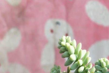 石莲花用什么水养最好