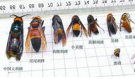 黄蜂和马蜂的区别