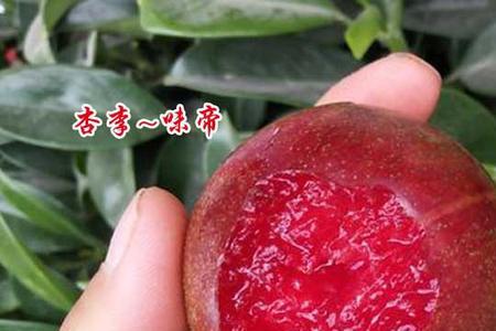 恐龙蛋杏李坐果特点