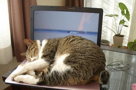 白天上班可以把猫自己关房间吗