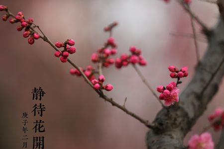不知不觉已是春天的句子