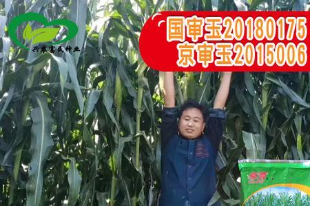 玉都95玉米种子好不好