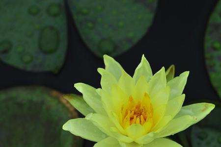 心如莲花不染尘的下一句