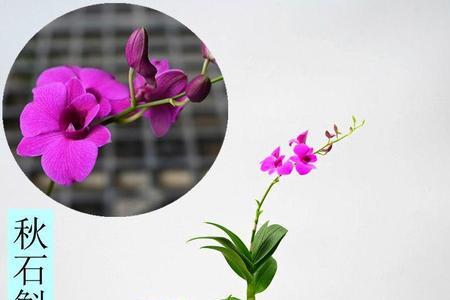 澳洲毛兰开花图片
