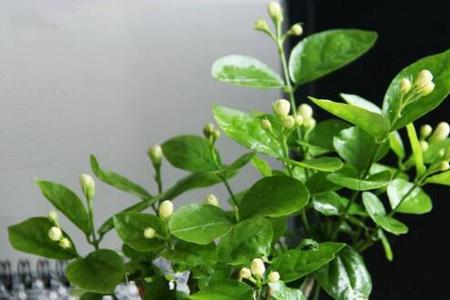 茉莉花掉花芯什么原因