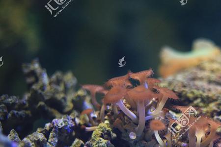 形容海葵的词语