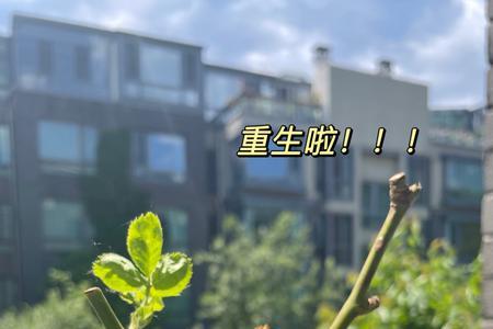 花会枯萎为啥还要种花
