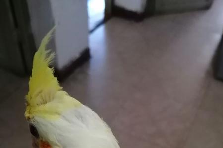 玄凤鹦鹉夏天食量