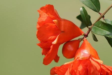 石莲花石榴花花语文案
