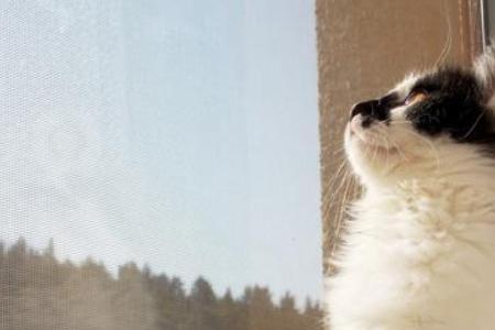 猫咪为啥晚上喜欢看窗外