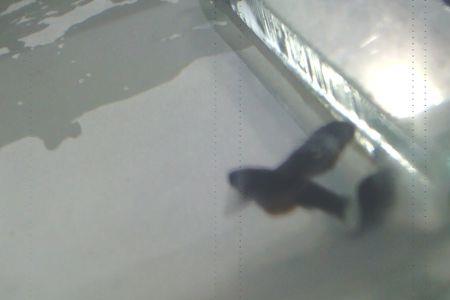 黑玛丽鱼的养殖方法