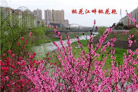 他年依旧桃花盛再无浊酒与谁同