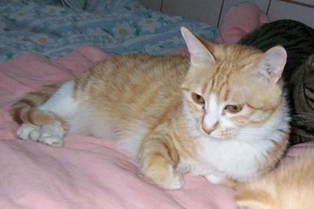 猫猫妈妈啥意思