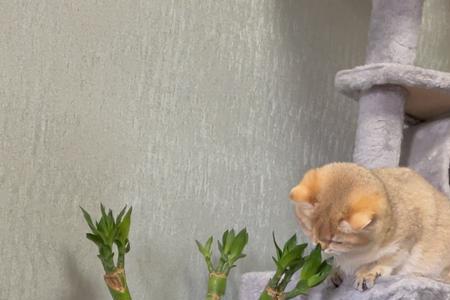 猫咪为什么吃富贵竹