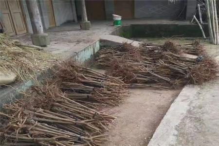 南方落叶李树全株枯死原因