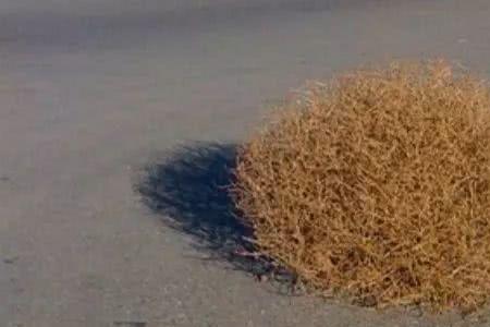 风滚草在中国叫什么