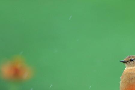 斜风细雨猜一个动物