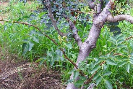 花椒树树干发白是什么品种