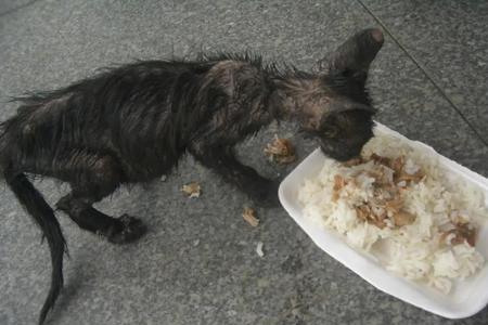 流浪猫找不到吃的会饿死吗