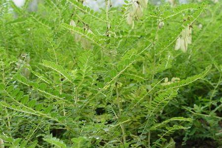 阴坡地适合种植什么中药材