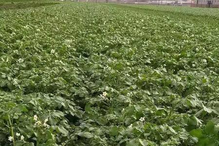 唐山豌豆大田种植时间和方法