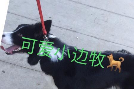 小边牧能喝纯牛奶吗