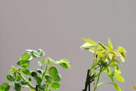 叶仙嫁接月季花能成活吗