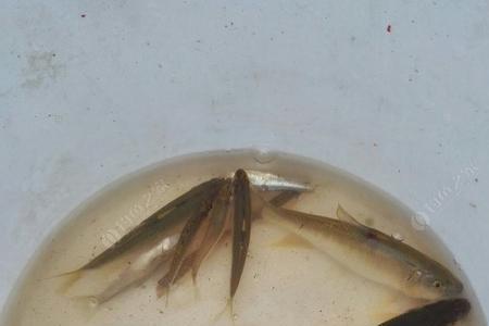 钓桃花鱼最佳时间
