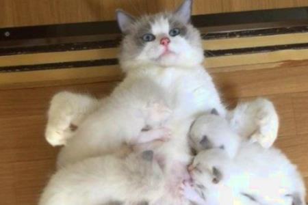 牛猪羊猫一年生几胎