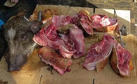 野猪肉那里有买