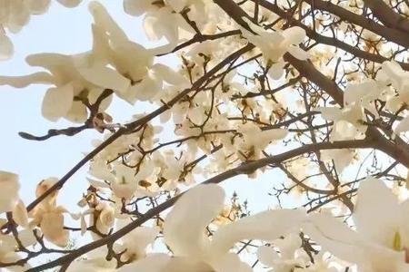 花火凌霄五十亿哪里来的