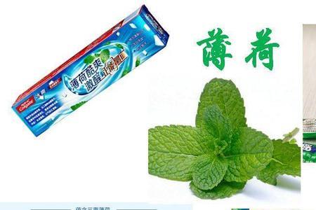 固执薄荷干嘛用的