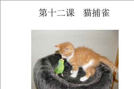 七年级猫的中心思想