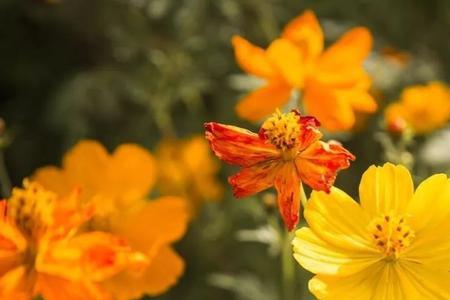 温暖的阳光像花一样盛开句子