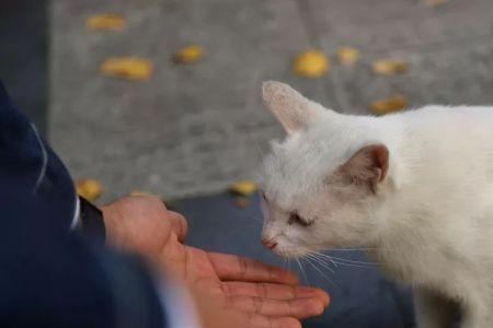 流浪猫会跑远找不到路吗
