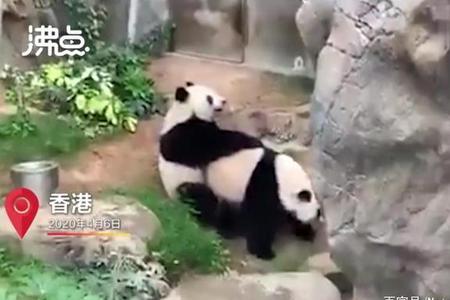 熊猫禄禄仔是谁的孩子