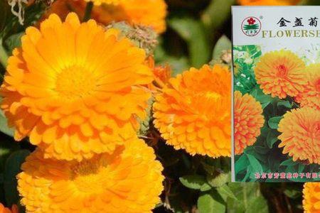有菊花油子怎么洗