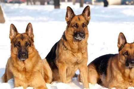 德牧犬为什么不建议养