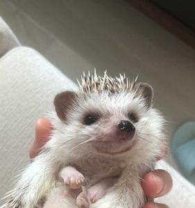 刺猬有家吗