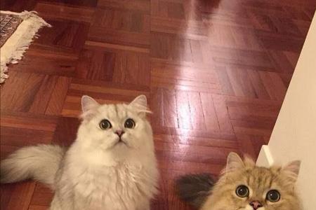 金吉拉猫有尾环吗