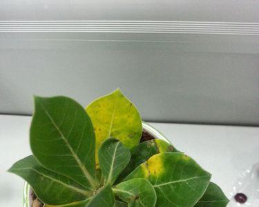 玫瑰夏季叶子发黄