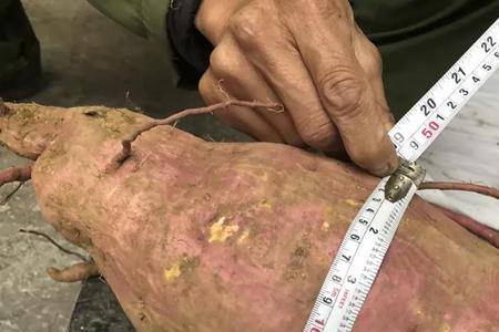 同样是红薯为什么差别这么大