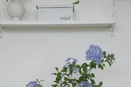 蓝雪花几种颜色