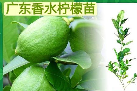 花叶柠檬和香水柠檬区别