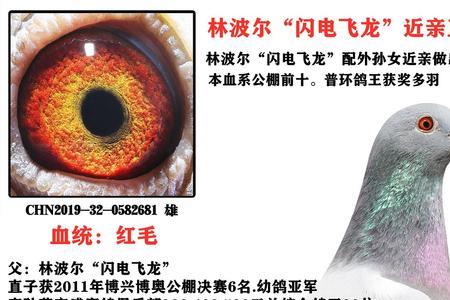 红毛信鸽是什么血统