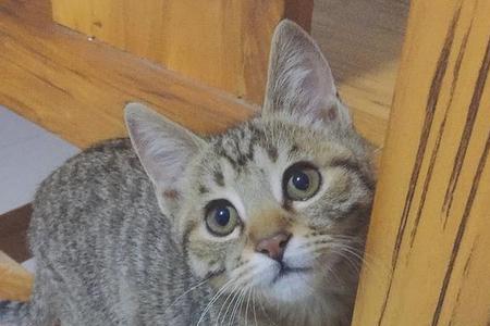 小花猫的眼睛是什么填空